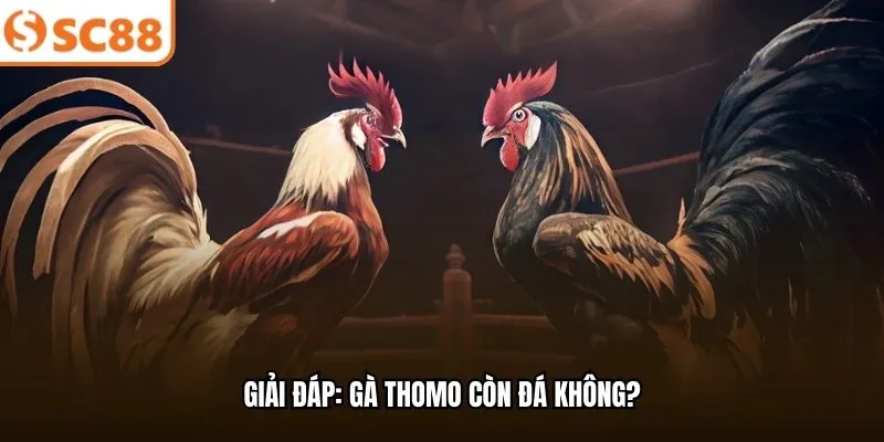 Giải đáp: Gà Thomo còn đá không?