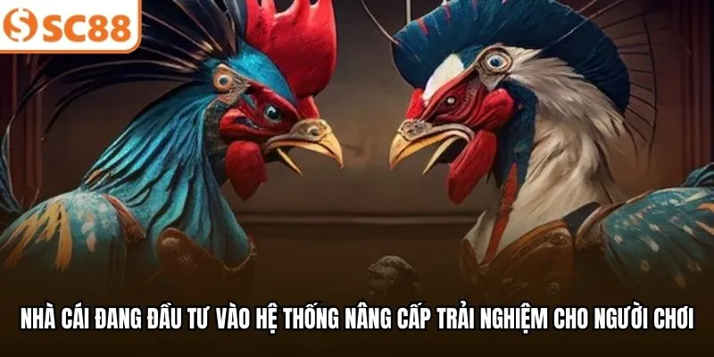 Nhà cái đang đầu tư vào hệ thống nâng cấp trải nghiệm cho người chơi